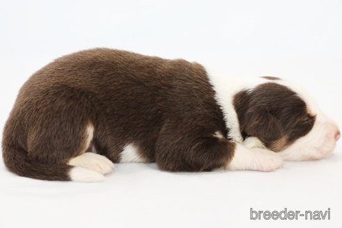 成約済の神奈川県のボーダーコリー-319175の7枚目
